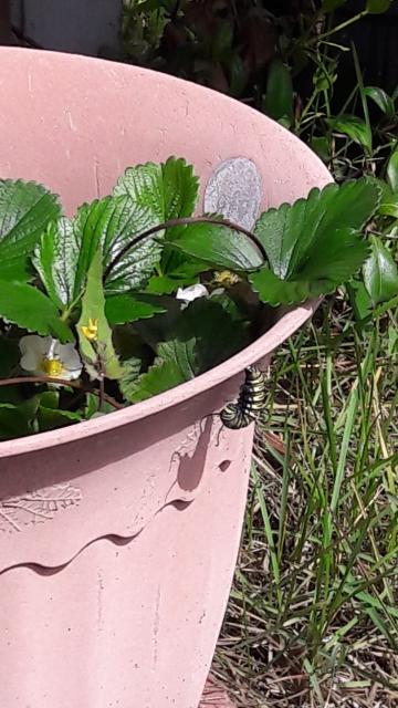 larva monarchs