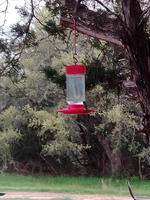 hummingbirds