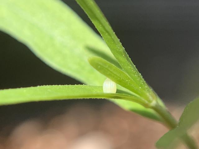 monarch egg