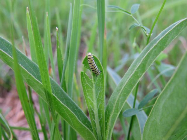 caterpillar