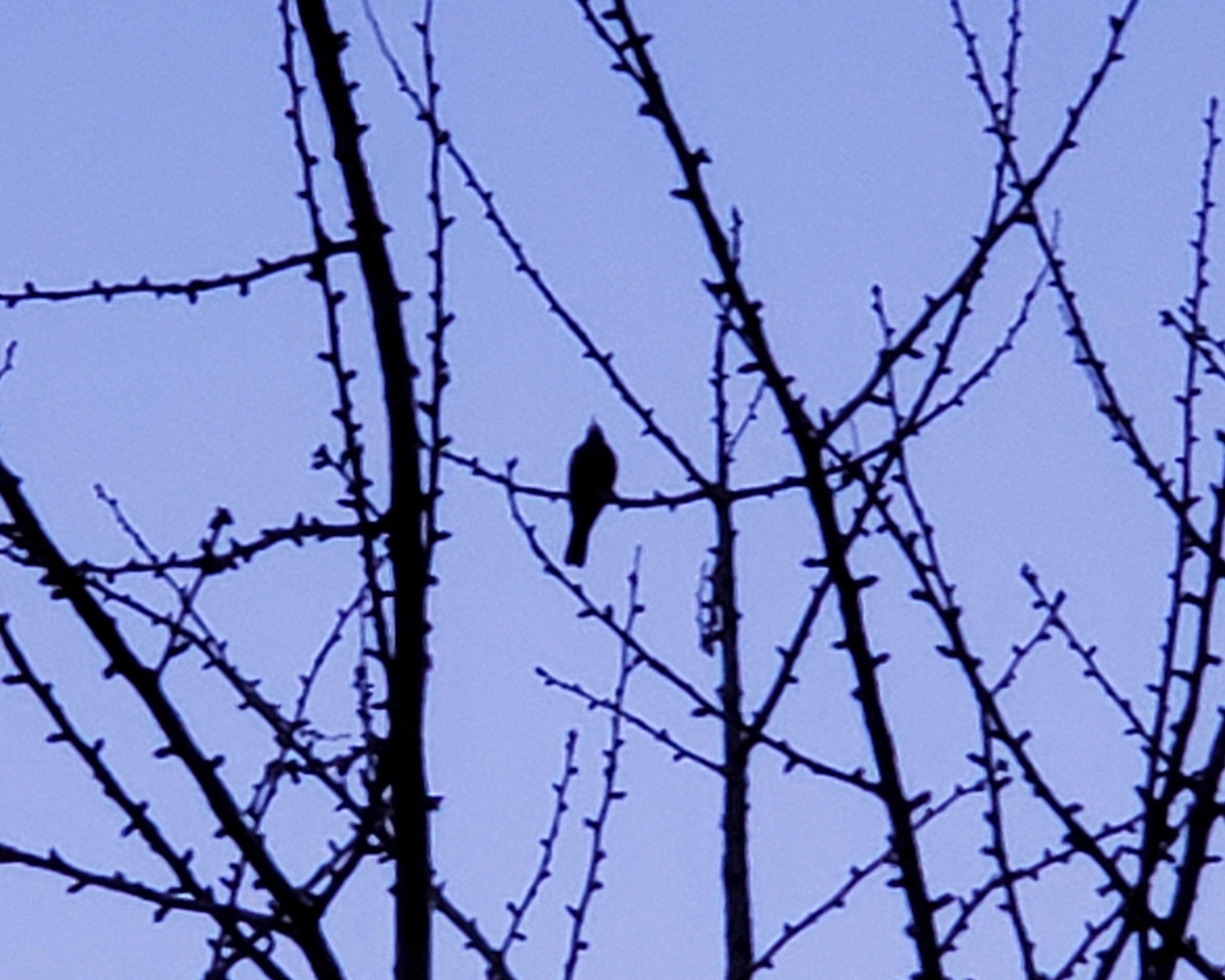 Robin high in a tree at dusk.