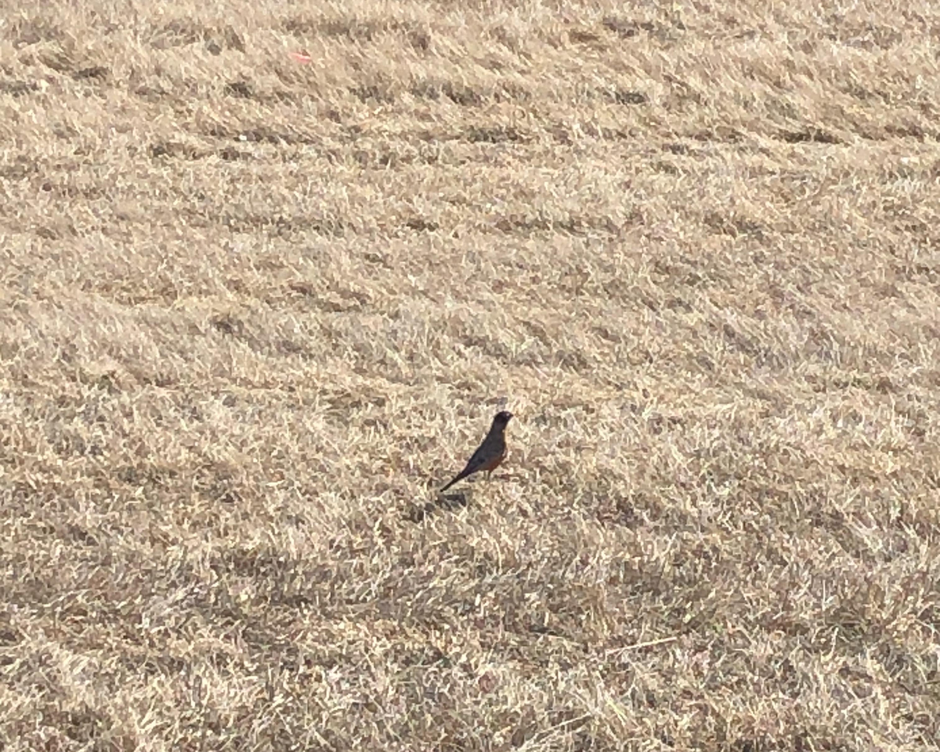 Robin foraging.