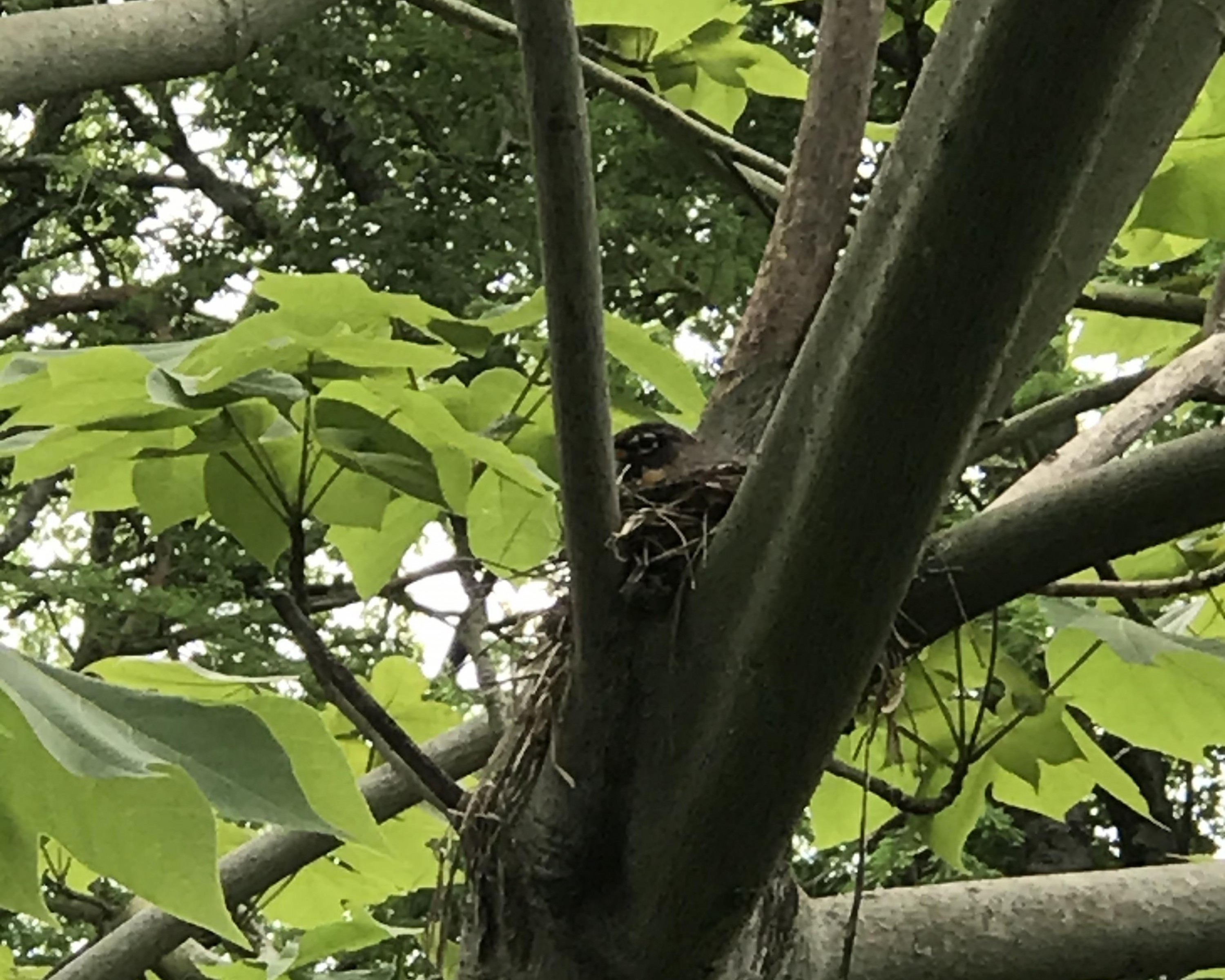 Nesting robin.