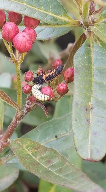 Monarch caterpillar