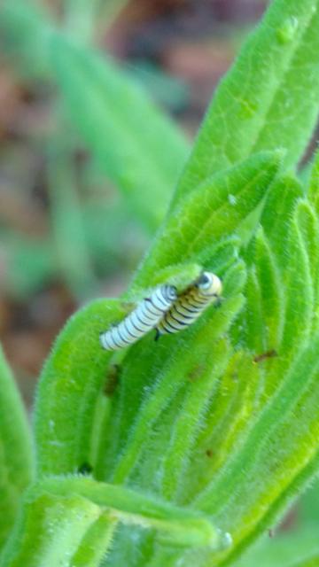 Monarch caterpillar