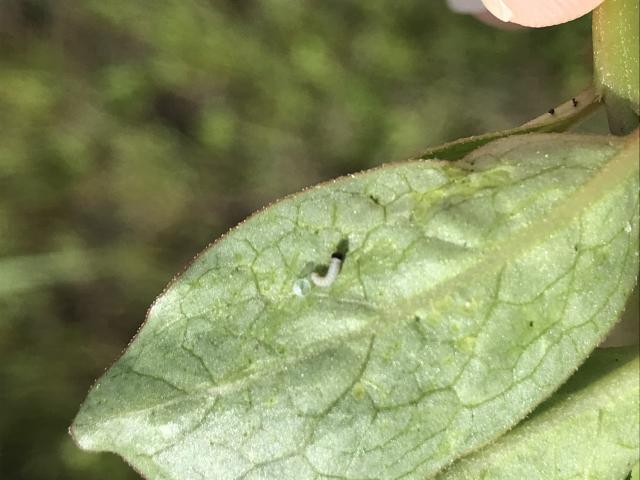 monarch larva