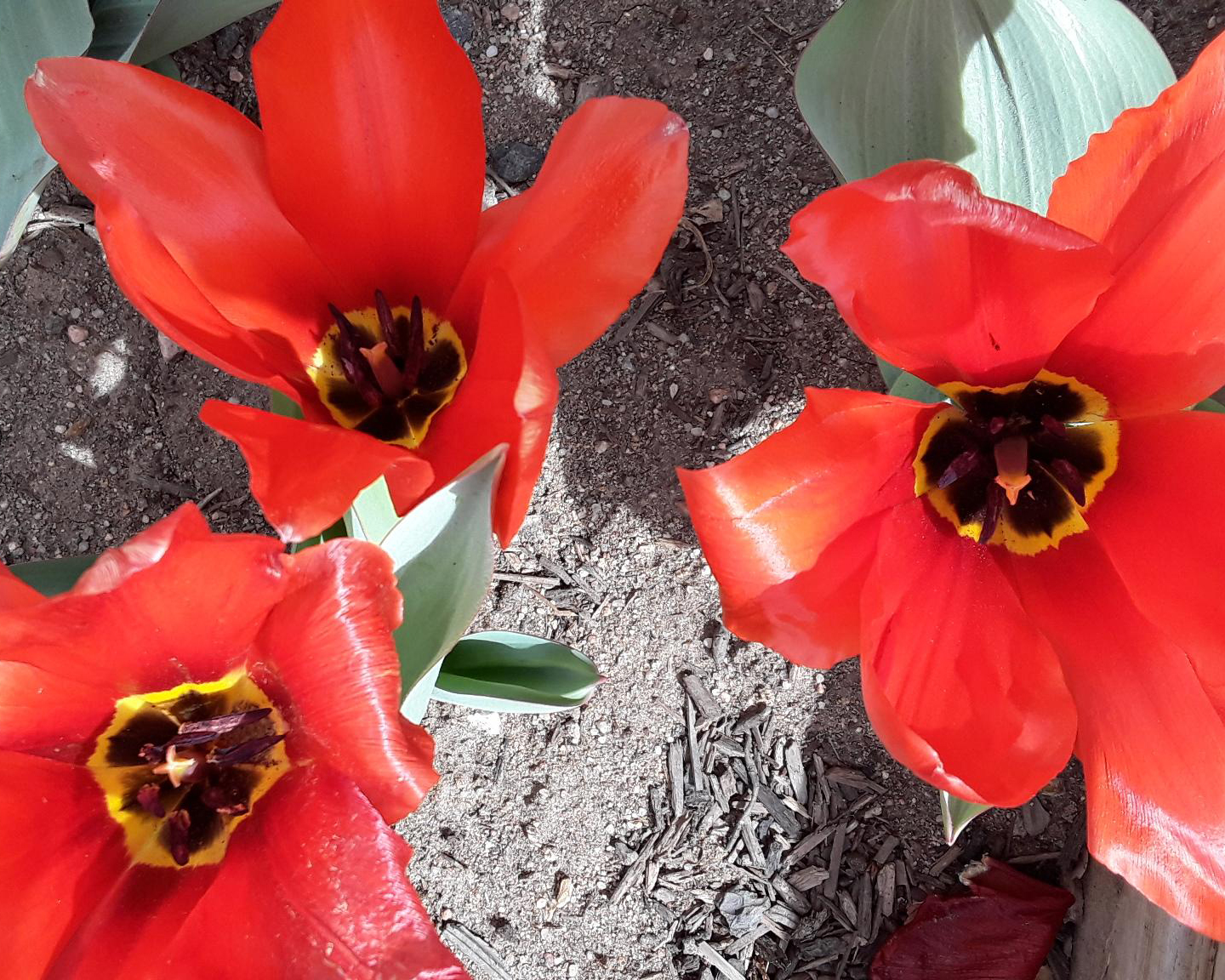 Close-up of blooming tulips.