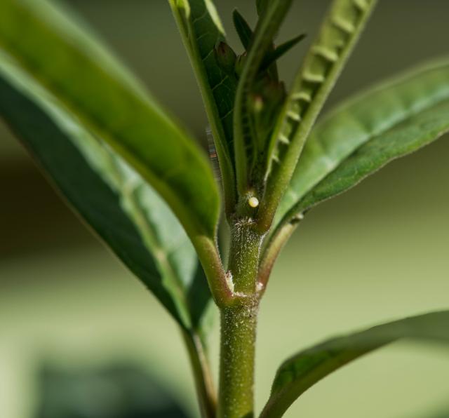 monarch egg