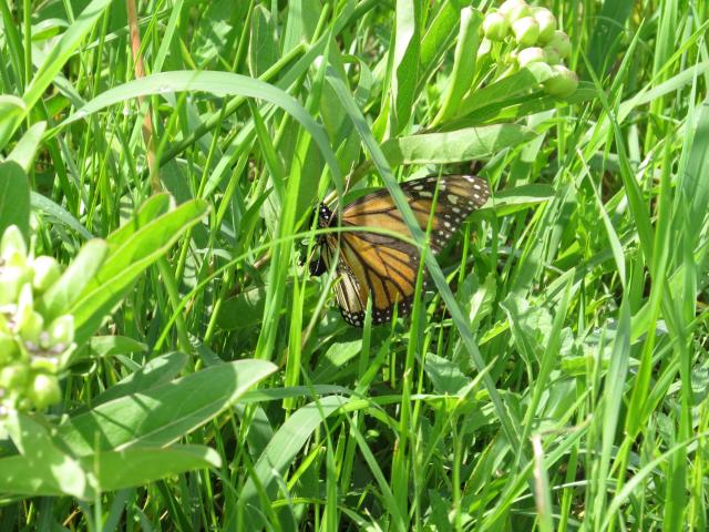 monarch laying eggs