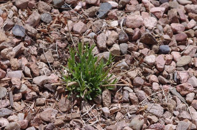 milkweed