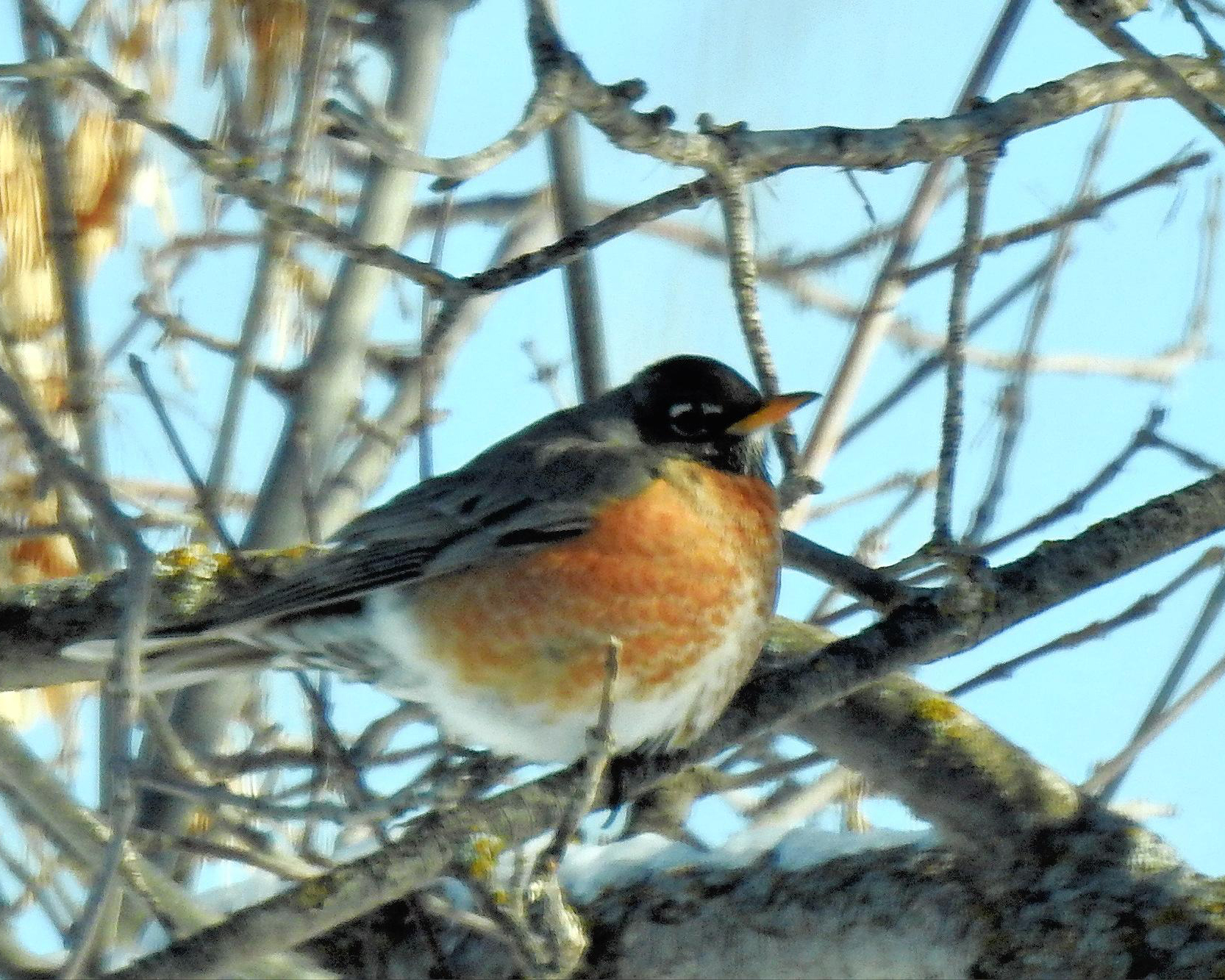 Robin in a tree.