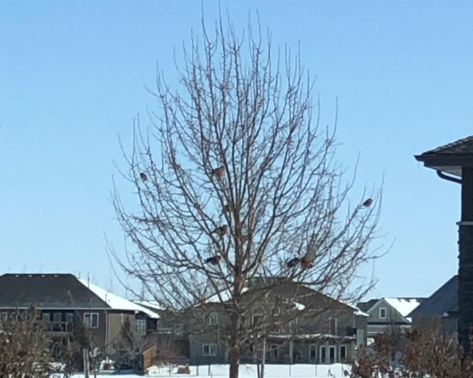 Wave of robins in a tree.