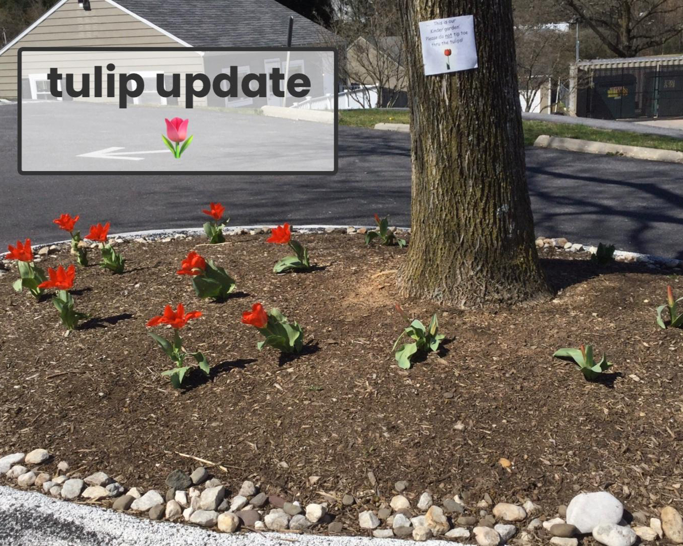 Tulips blooming at a school garden