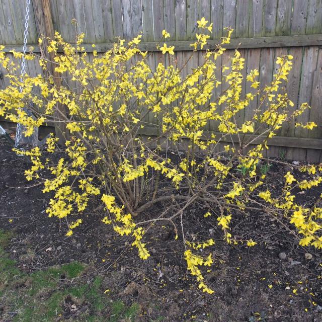 forsythia