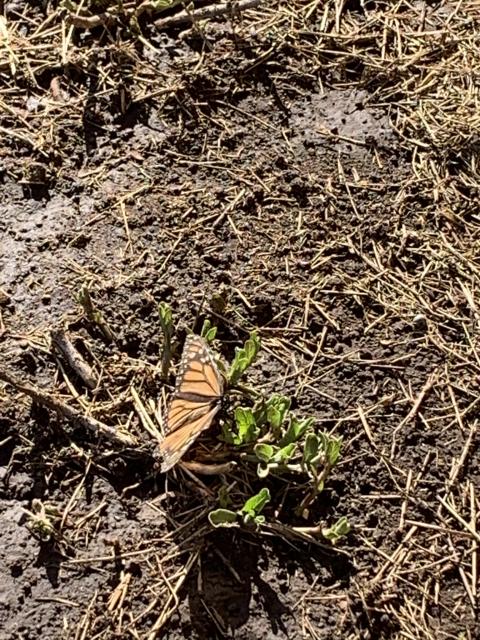 monarchs and milkweeds