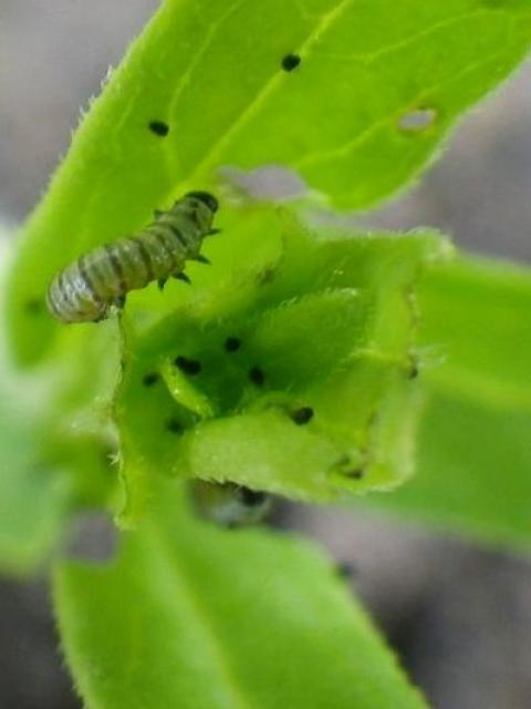 milkweed caterpillars