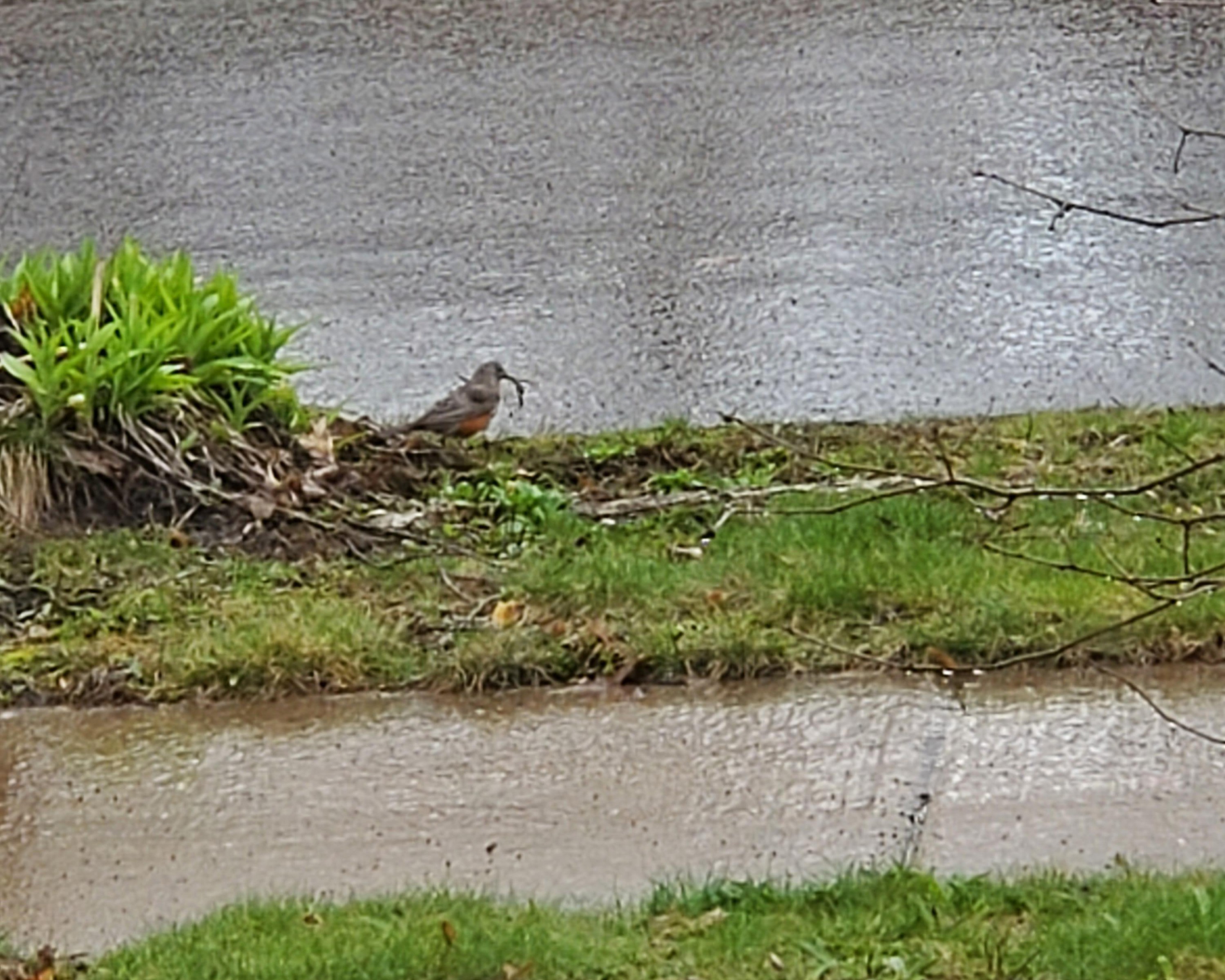 Robin collecting nest material.