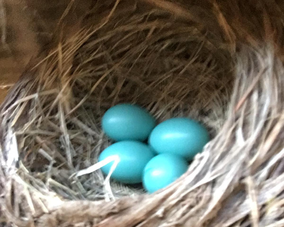 Four light blue robin eggs in a nest.