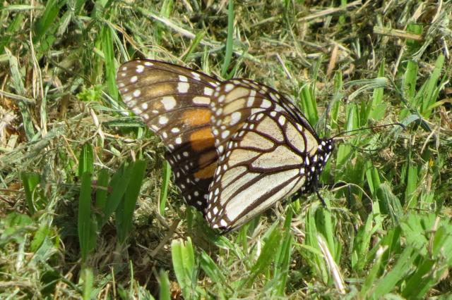 monarchs in kansas