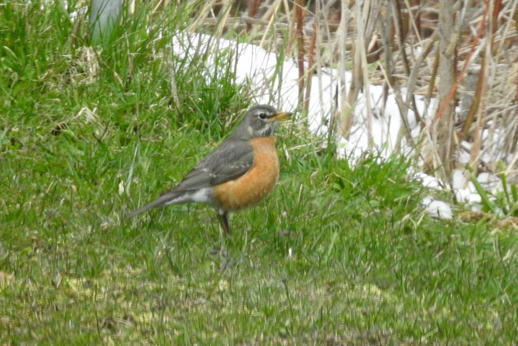 Robin foraging on the ground.