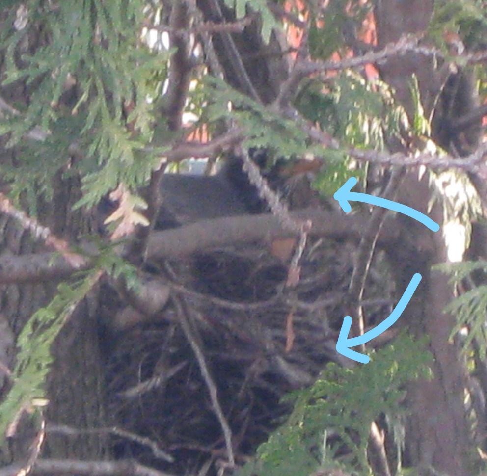 Nesting robins.