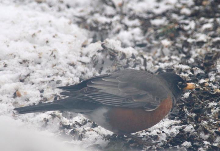 Robin foraging in Alaska.