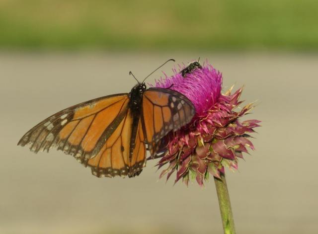 faded wing monarch