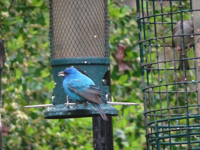 indigo bunting