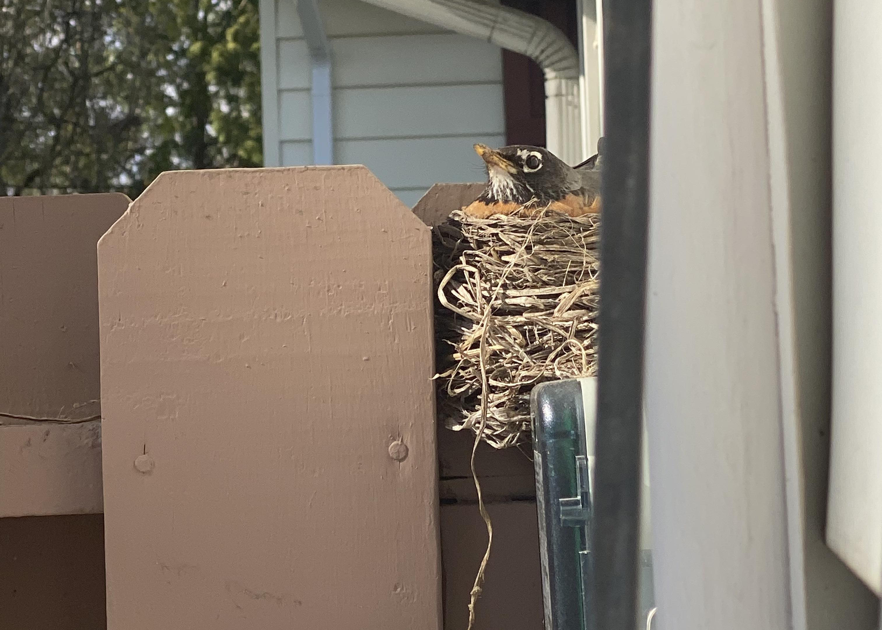 Robin in nest.