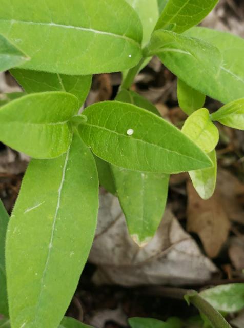 monarch egg