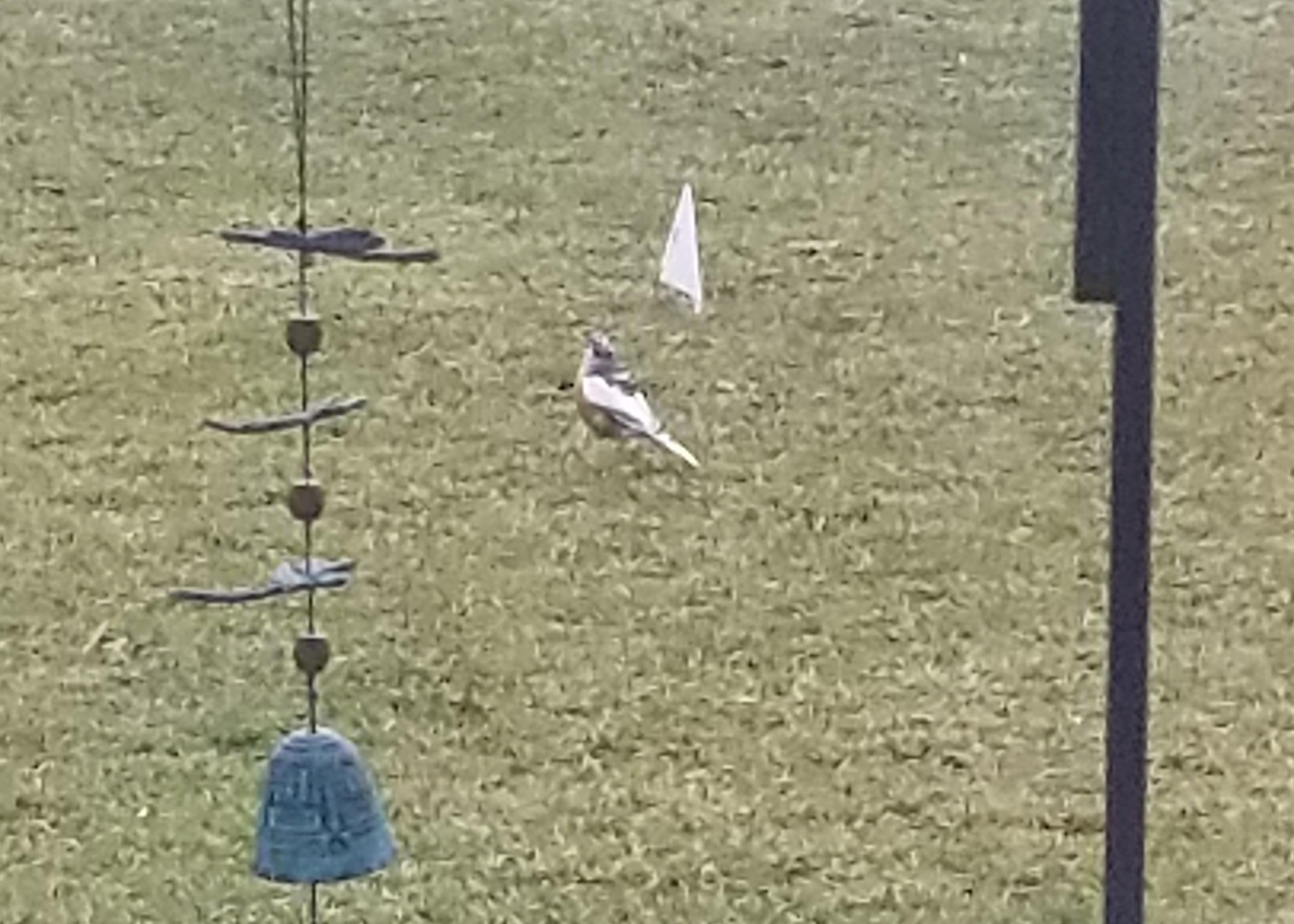 Leucistic robin.