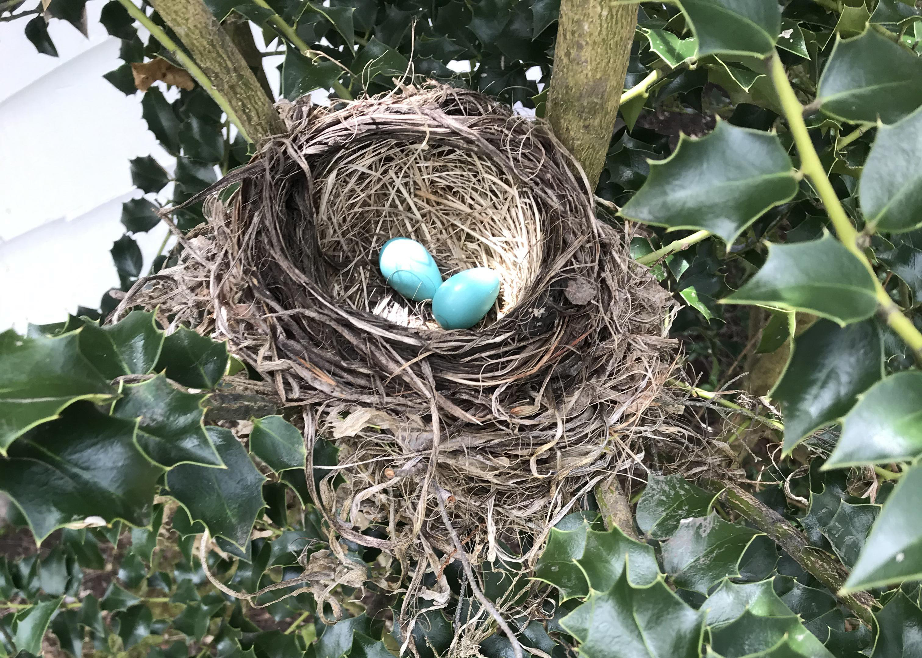 Two robin eggs.