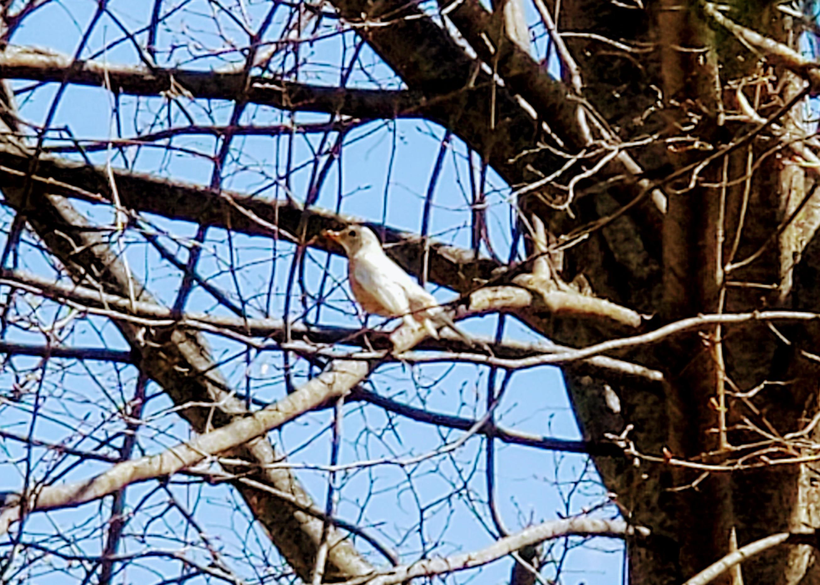 Albinistic or leucistic robin.