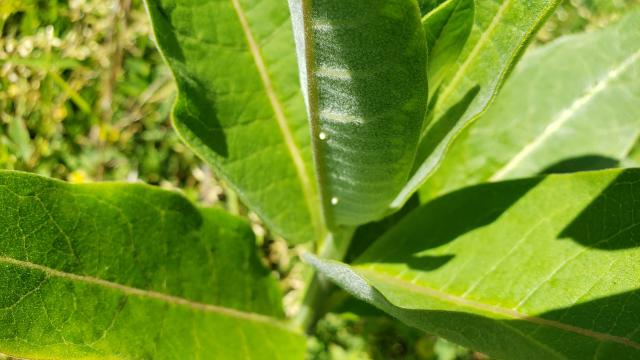 monarch eggs