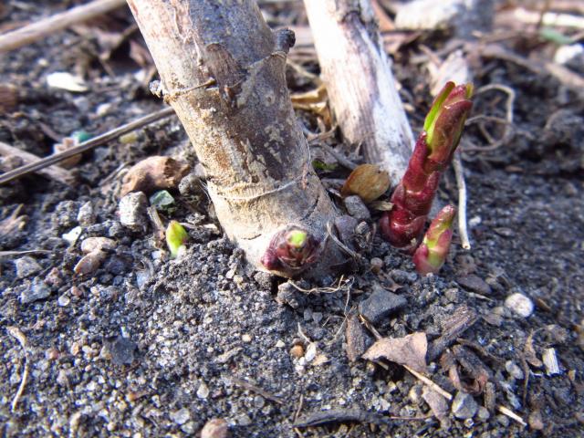 milkweed