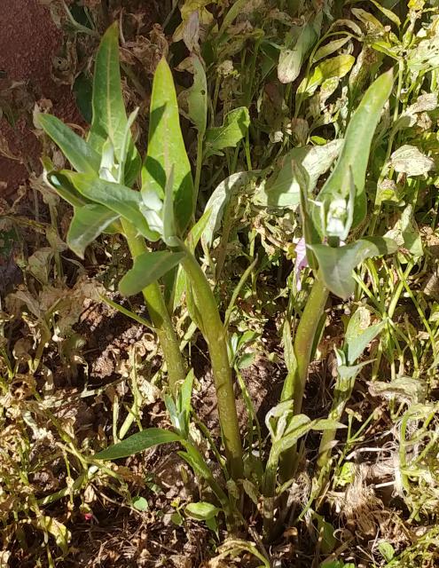 milkweed