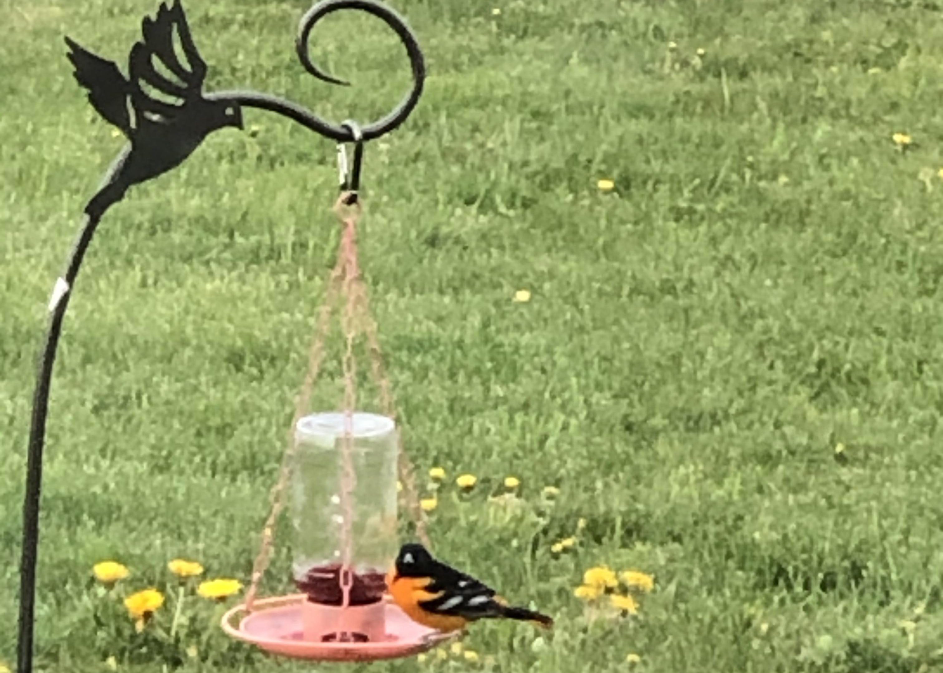 Baltimore Oriole at feeder.