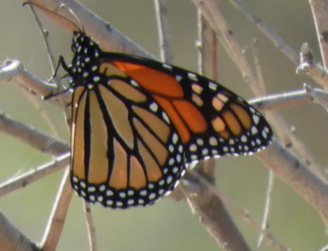 monarch