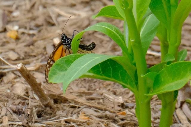 monarch laying eggs