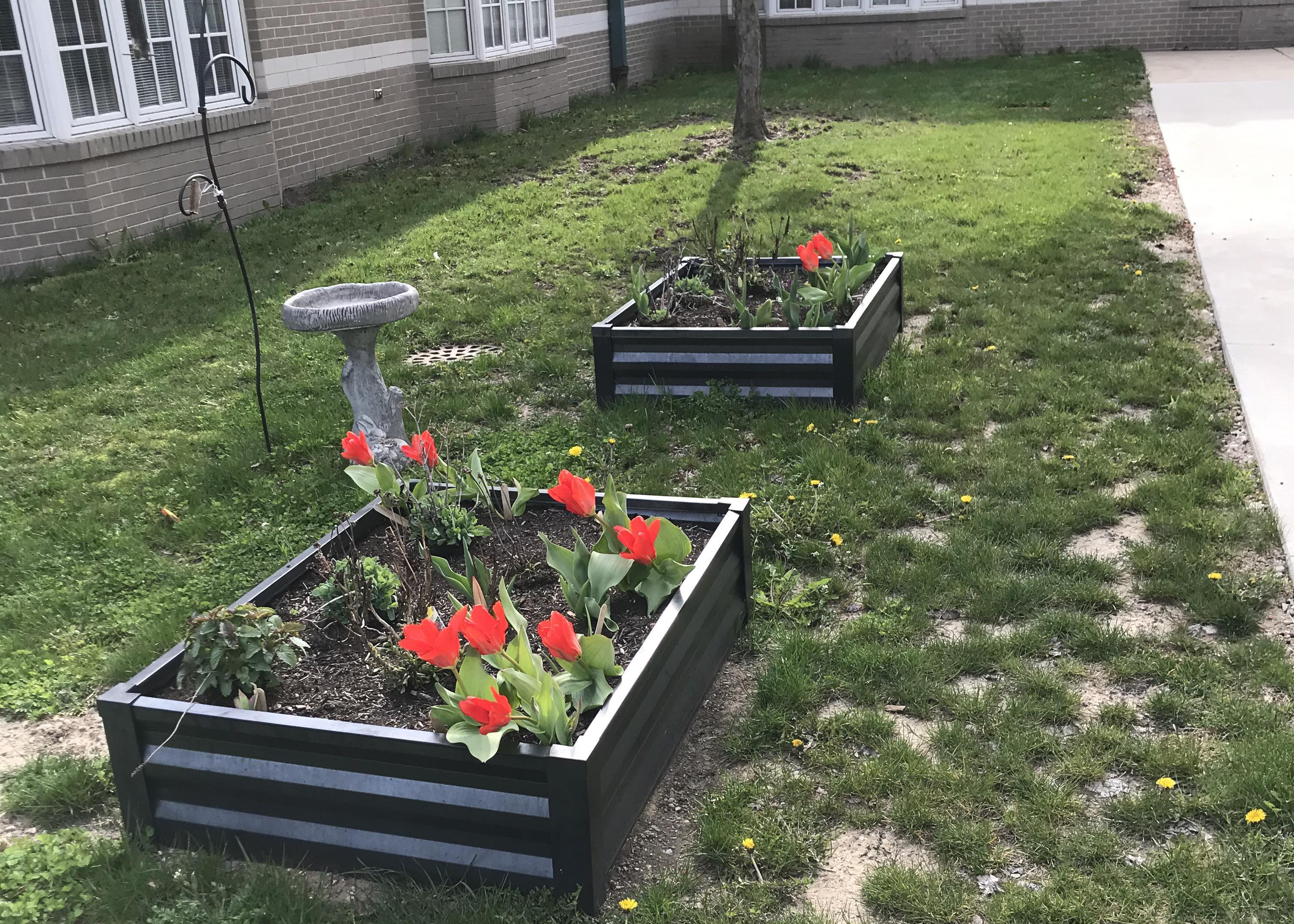 Blooming tulips at a school.