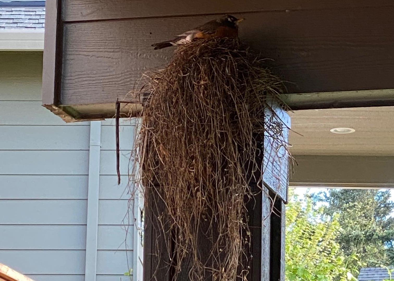 Robin sitting on nest.