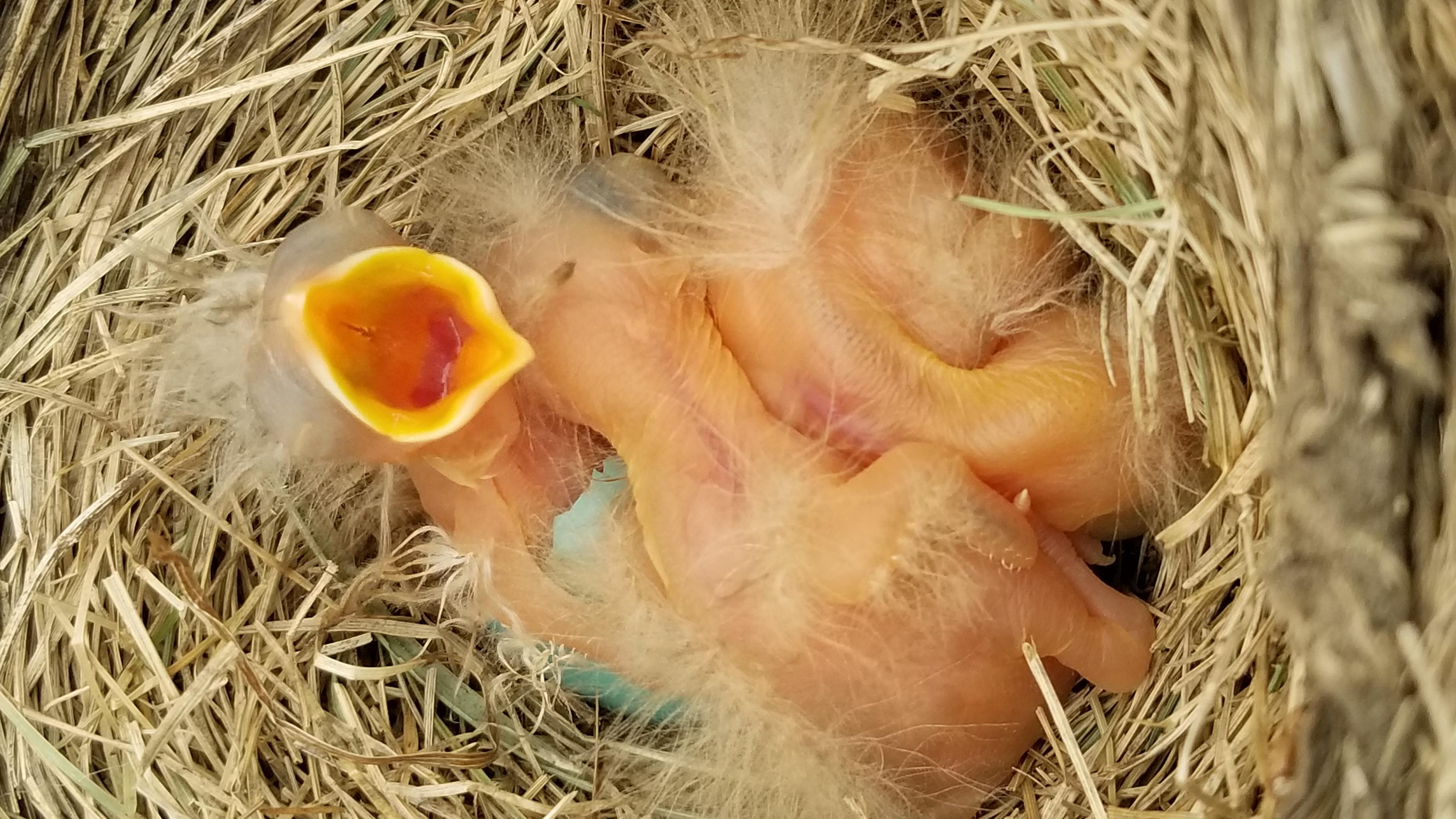 Newly born robins.