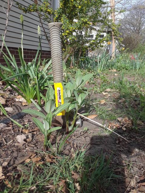 milkweed