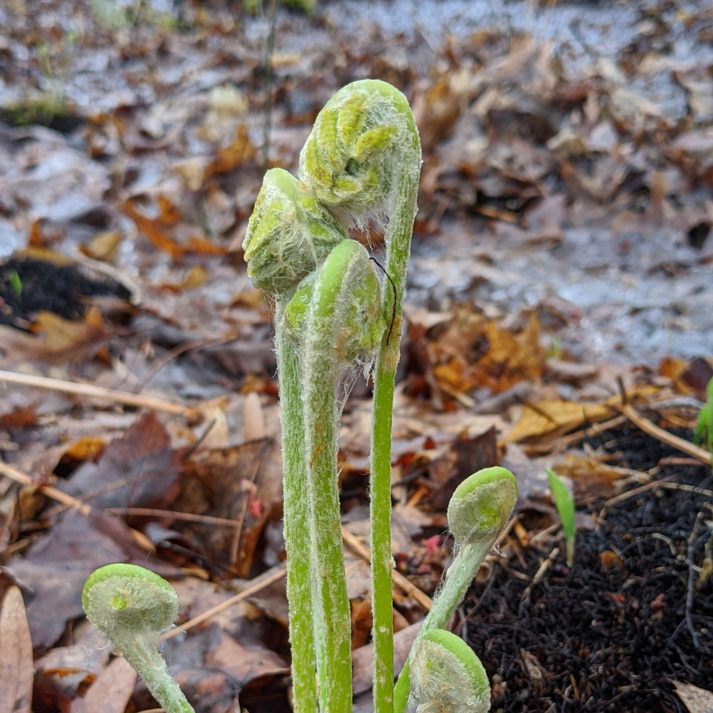 Fiddlehead Ferns.