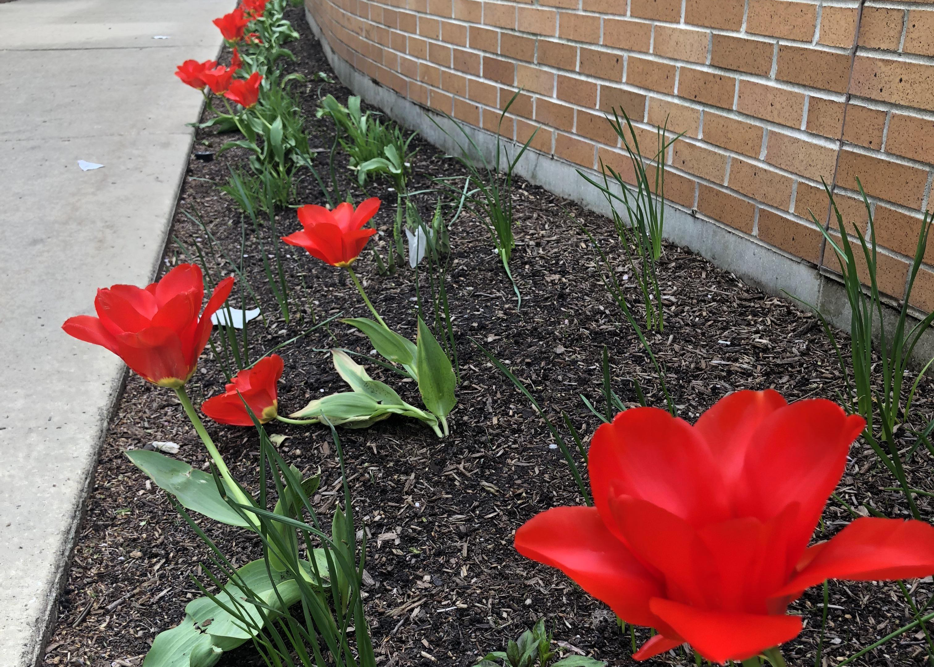 Tulips blooming next to sidewalk.