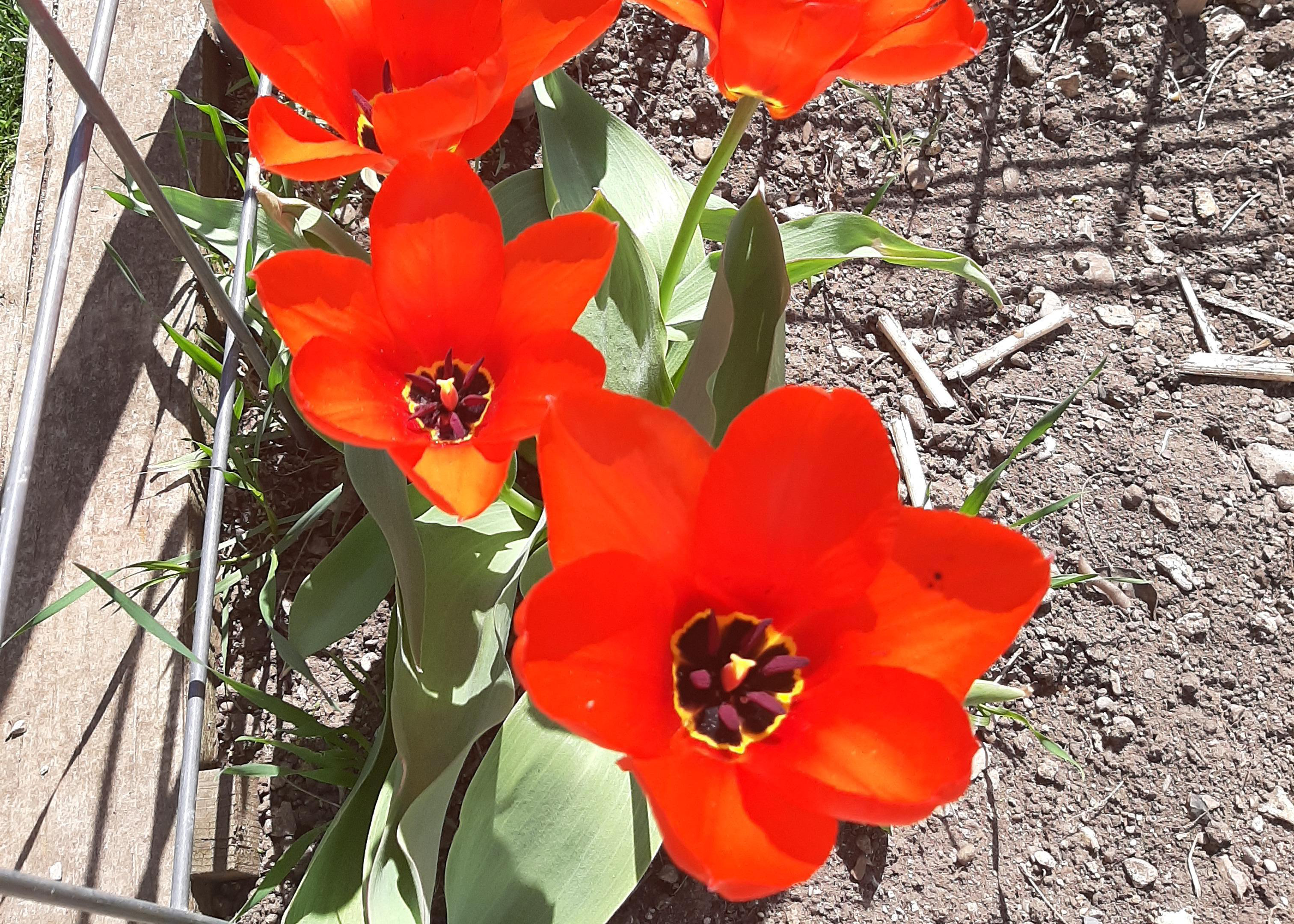 Tulips blooming in Montana.
