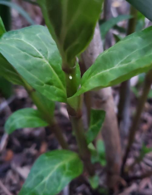 monarch egg