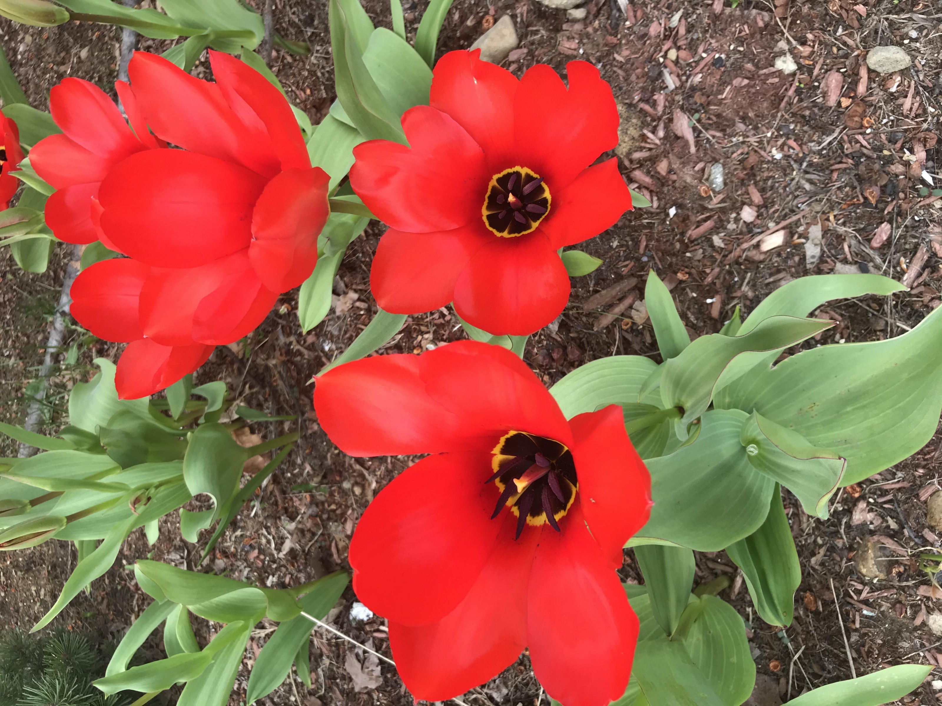 Blooming tulips in New Hampshire.