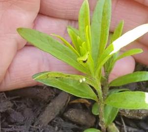 monarch eggs