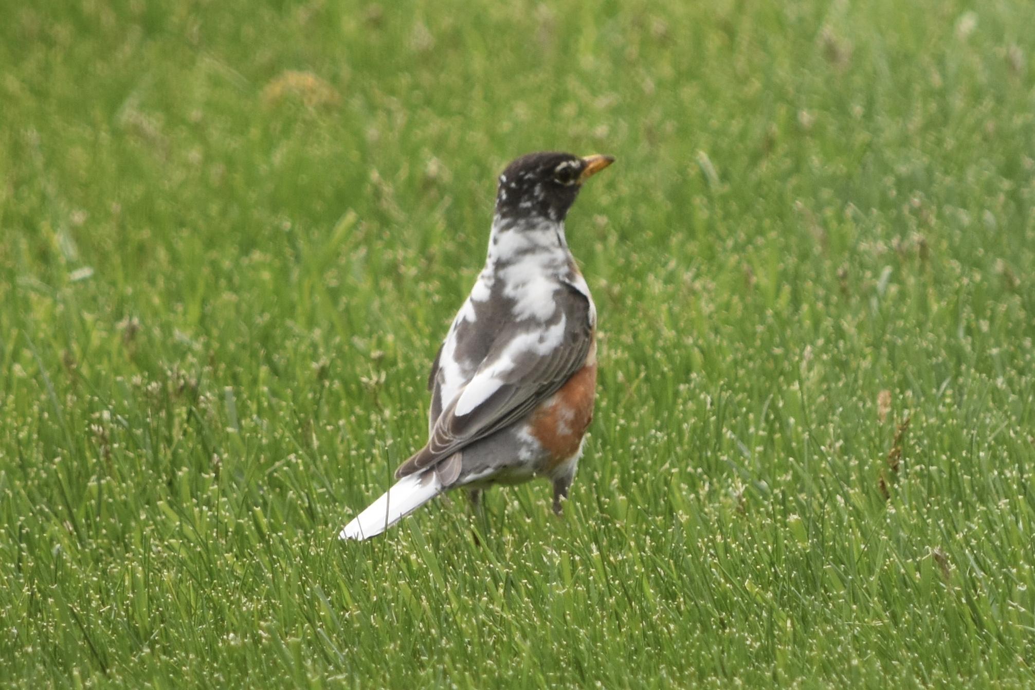 Leucistic robin.